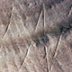 Illustration for article titled Engravings On A Shell Made 300,000 Years Before Humans Evolved